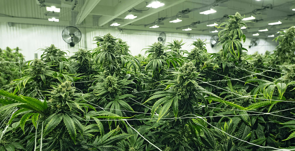 Harvest Supply Canada